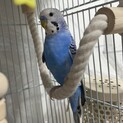 セキセイインコの男の子（たぶん）です。