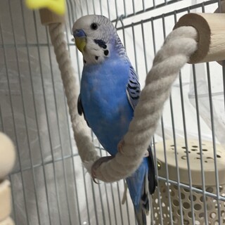 セキセイインコの男の子（たぶん）です。