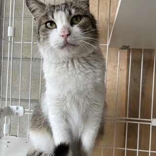 可愛い猫ちゃんの里親様を募集します！