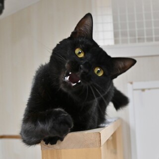 ルイ：オヤツを愛するクール女子。