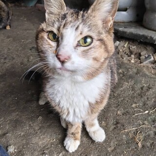 緊急！元飼い猫　一月後には保健所に持ち込まれる予定