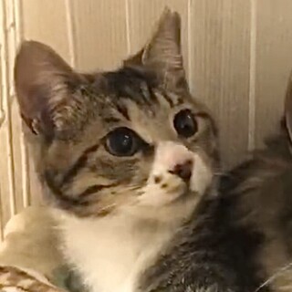 まだビビり・キジ白ハチワレの美可愛いエド姫