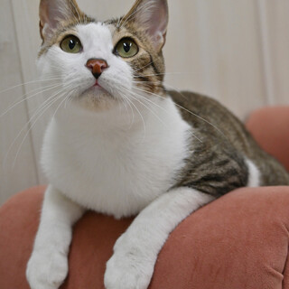 タク：お出迎えはお任せ！