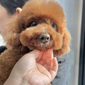 やーちゃん(６歳)トイプードル♀現在トライアル中