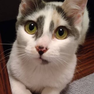 オリエンタルショートヘア系三毛小柄な11か月甘えた