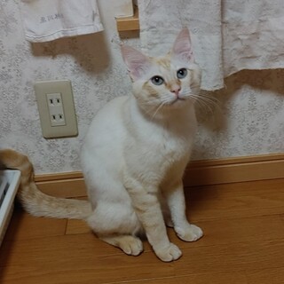 4/7 (日)譲渡会参加　超絶ストーカーニャンコ