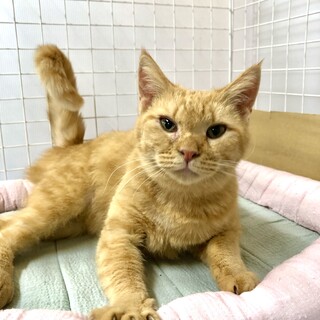 茶トラの女の子3歳