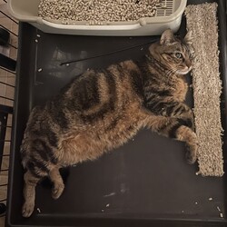 「4/7(日)譲渡会参加：ザ･ネコ様アメショMIX」サムネイル3