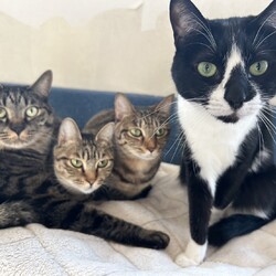 保護猫お見合い会 サムネイル2