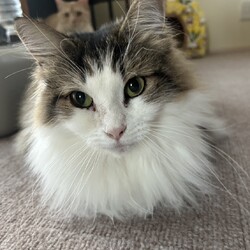 保護猫お見合い会 サムネイル3