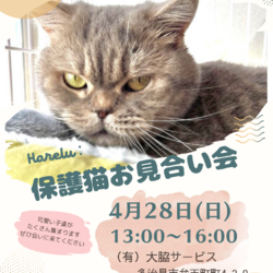 保護猫お見合い会