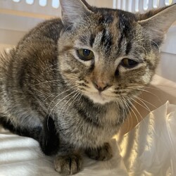 保護猫お見合い会 サムネイル2