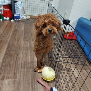 【募集停止しております】トイプードルレッドの男の子