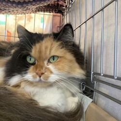 保護猫お見合い会 サムネイル3