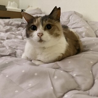 隠れかぎしっぽのパステルみけちゃん♡