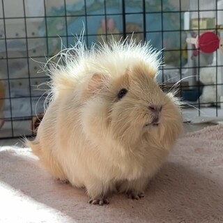 モルモット 女の子