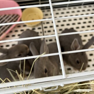 うさぎさん保護して下さい 