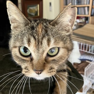 とても可愛いお顔の麦わらちゃん1歳9か月　すりすり