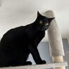 甘えん坊で穏やかな黒猫、殿くん。 サムネイル2