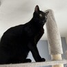 甘えん坊で穏やかな黒猫、殿くん。 サムネイル3