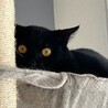 甘えん坊で穏やかな黒猫、殿くん。 サムネイル4