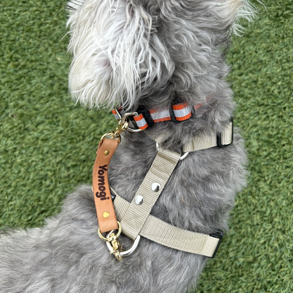 蓬のカバー写真