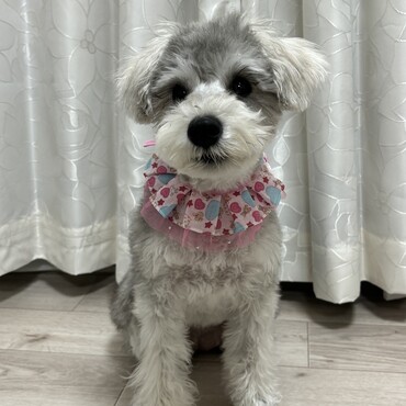 トリミング後の写真です