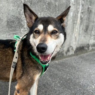 活発で甘え上手な【エルギン】ちゃん