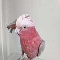 モモイロインコ♀