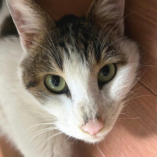 去勢済み穏やか人なつこく飼いやすい猫