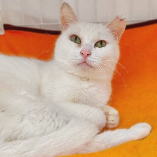 動物病院の保護猫・ゴロスリ♡きれいな白猫さん