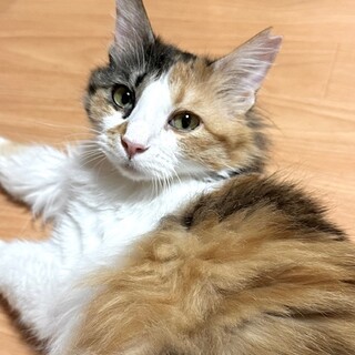 穏やかで優しい　すずなちゃん