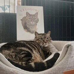 絵本「なまえのないねこ」メロンにそっくりなシギィ