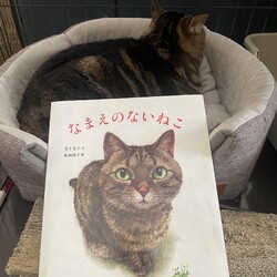 「絵本「なまえのないねこ」メロンにそっくりなシギィ」サムネイル2