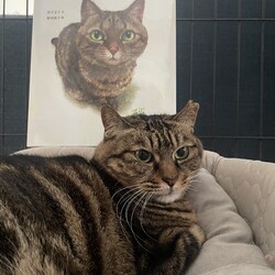 「絵本「なまえのないねこ」メロンにそっくりなシギィ」サムネイル3