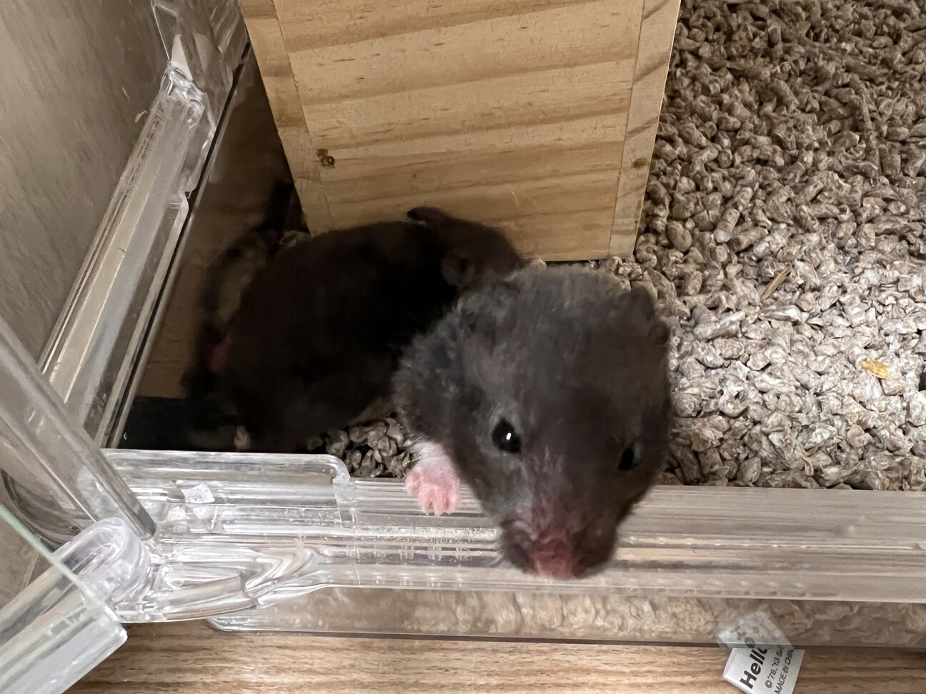 ゴールデンハムスターの赤ちゃん サムネイル1