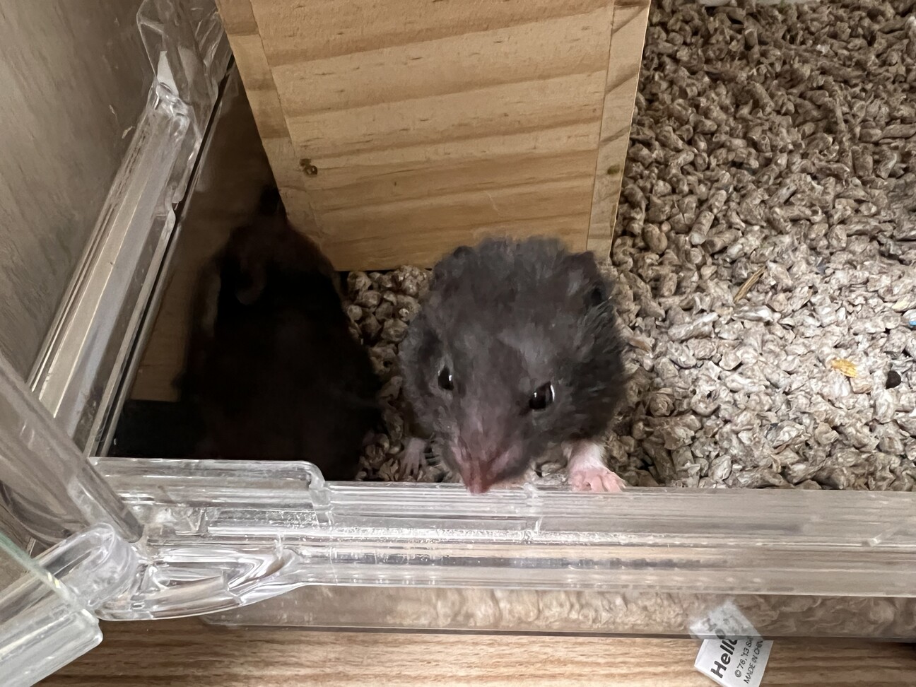 ゴールデンハムスターの赤ちゃん サムネイル2