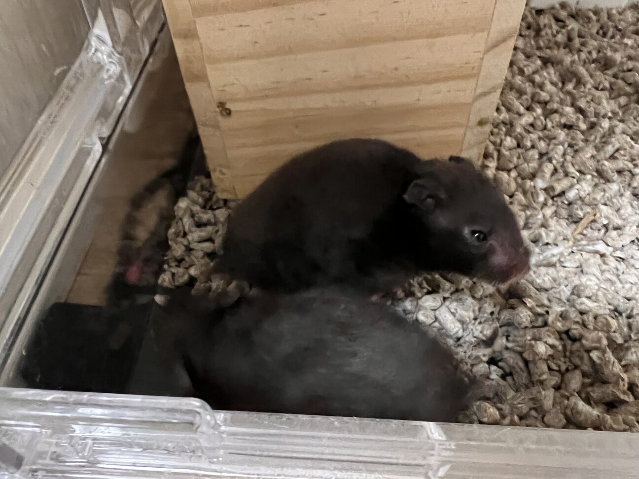 ゴールデンハムスターの赤ちゃん サムネイル3