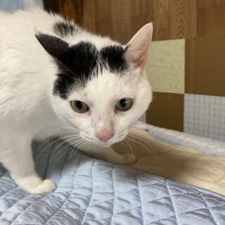 わんぱくBOY ジム♂