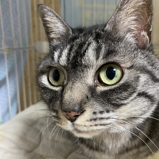 草食系男子　キャリー♂