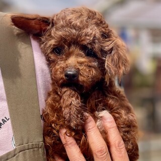 23-W406 ティーカップ可愛い♪