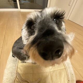 4歳の甘えん坊のミニチュアシュナウザーです！