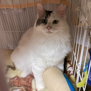 [4/13譲渡会参加]ひまりちゃん