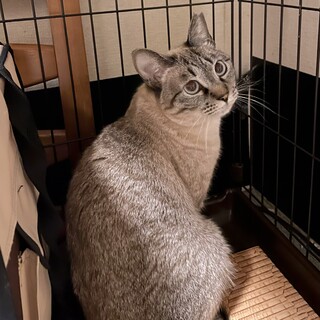 [4/13譲渡会参加]こりんちゃん