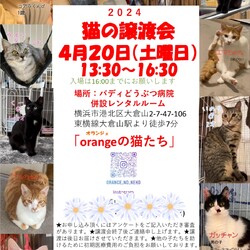 「orangeの猫たち」譲渡会in横浜大倉山
