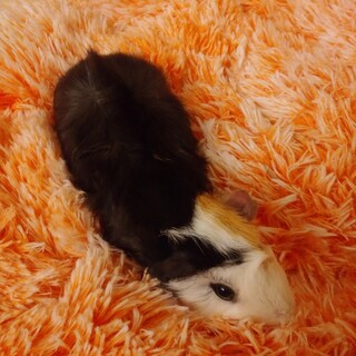 モルモット男の子