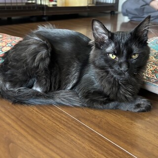 【5/12芝浦】ブラックスモーク長毛★超甘えん坊