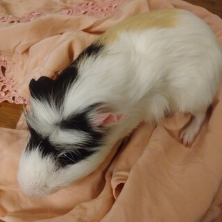 モルモット　男の子