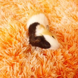 モルモット　男の子