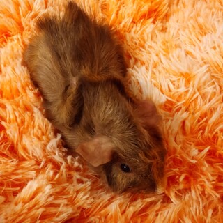 モルモット男の子